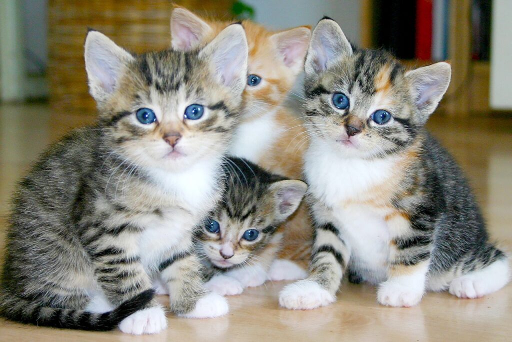 A group of four kittnes