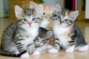 A group of four kittens
